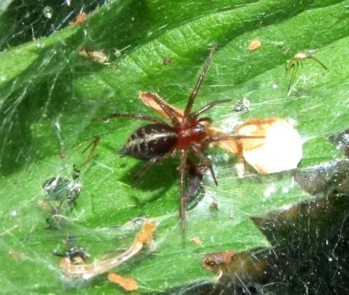 Agelena_sl sp.